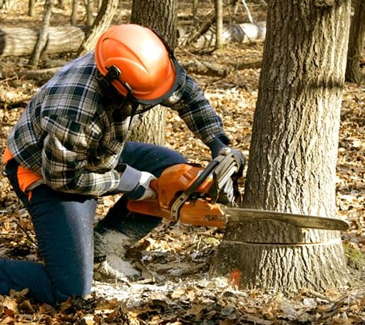 Tree Removal in Byrnedale, PA